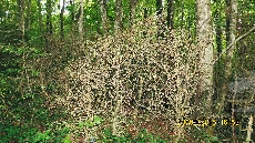 Glyphodes perspectalis on Buxus colchica